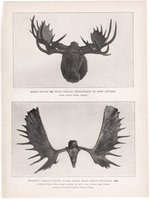 MOOSE KILLED IN 1892, WITH UNUSUAL DEVELOPMENT OF BROW ANTLERS